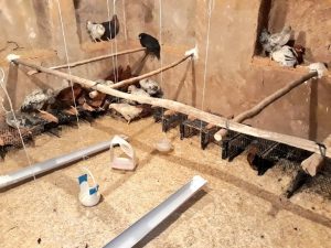 WhatsApp Image 2021 05 27 at 08.48.27 کمک به پرورش مرغ برای 30 خانم در روستای درغک دیشموک