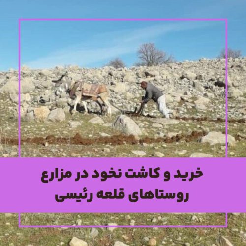 خرید و کاشت نخود در مزارع روستاهای قلعه رئیسی